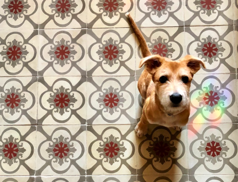 Barcelona dogs