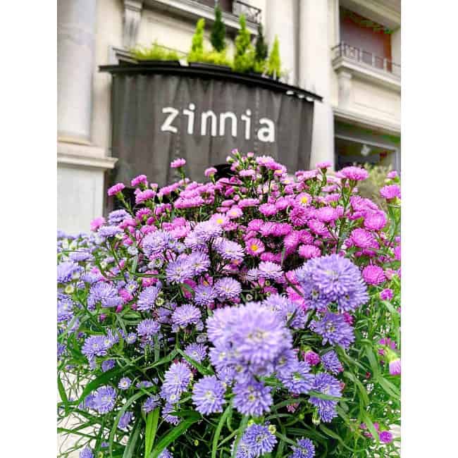 Only fans zinnia Zinnia @poshjewprincess